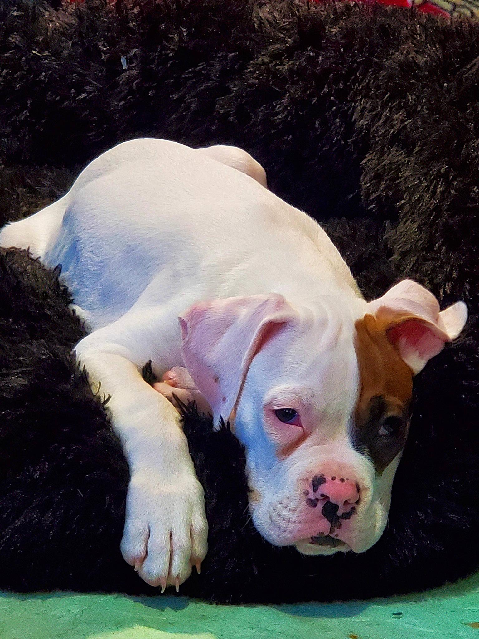 A.j is registered to the contest to win money with this photo: canidae, carnivore, companion_dog, dog, dog_breed, fawn, flesh, fur, grass, head, human_body, non_sporting_group, pink, plant, snout, sporting_group, tail, terrestrial_animal, working_animal