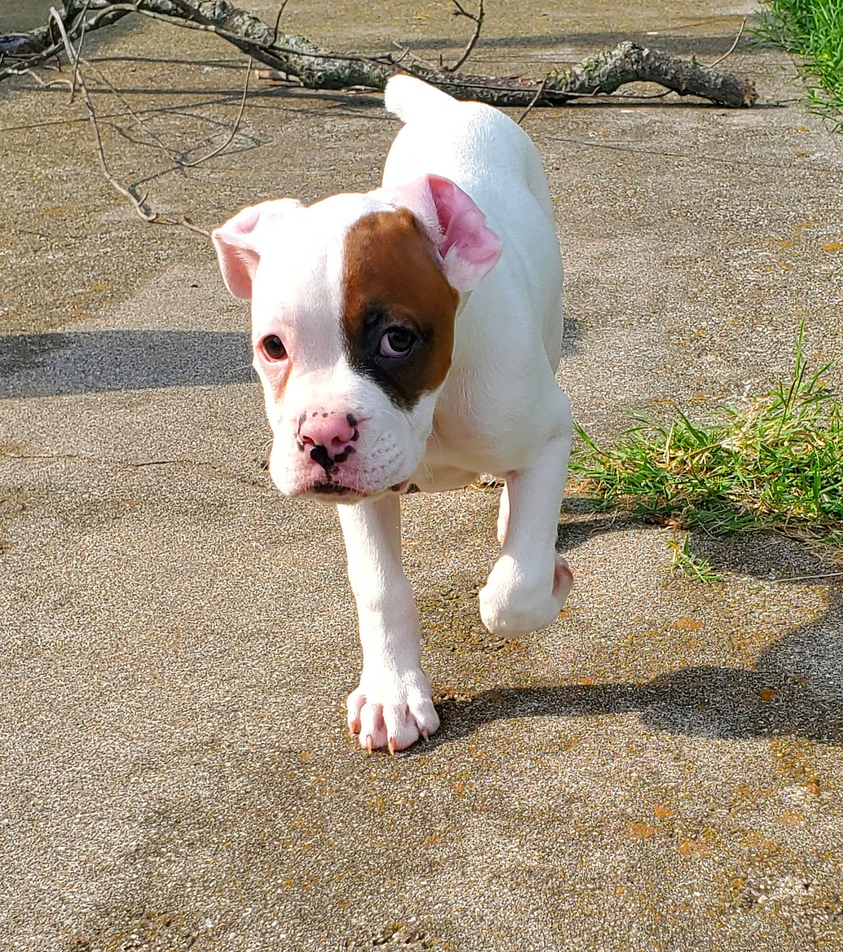 A.j is registered to the contest to win money with this photo: bulldog, canidae, carnivore, companion_dog, dog, dog_breed, fawn, fur, grass, non_sporting_group, paw, plant, road_surface, snout, sporting_group, tail, terrestrial_animal, toy_dog, whiskers, working_animal