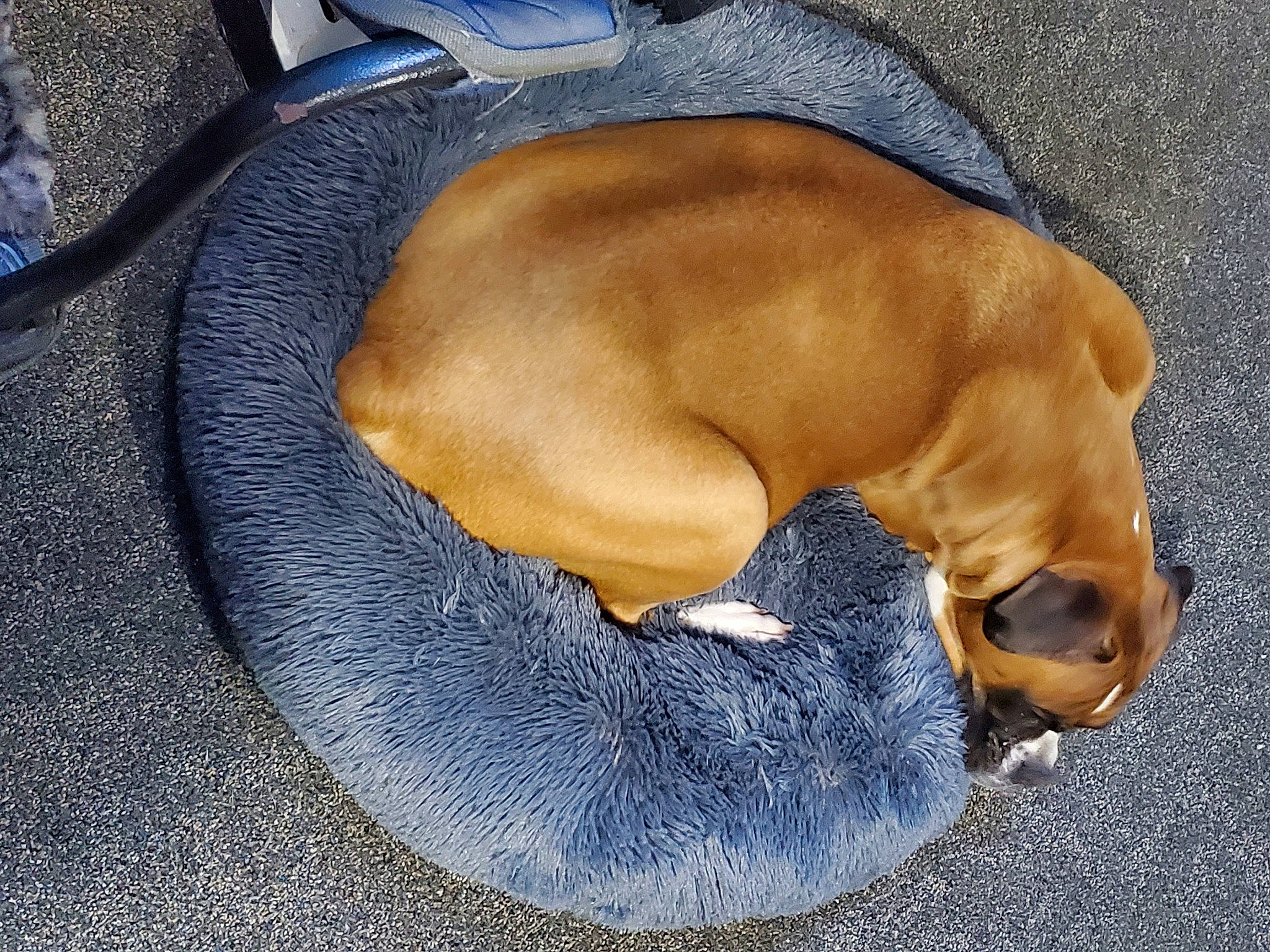 Brinley joined the competition — help win amazing prizes! canidae, carnivore, comfort, companion_dog, dog, dog_bed, dog_breed, dog_supply, electric_blue, fawn, hunting_dog, liver, non_sporting_group, paw, pet_supply, sporting_group, tail, working_animal