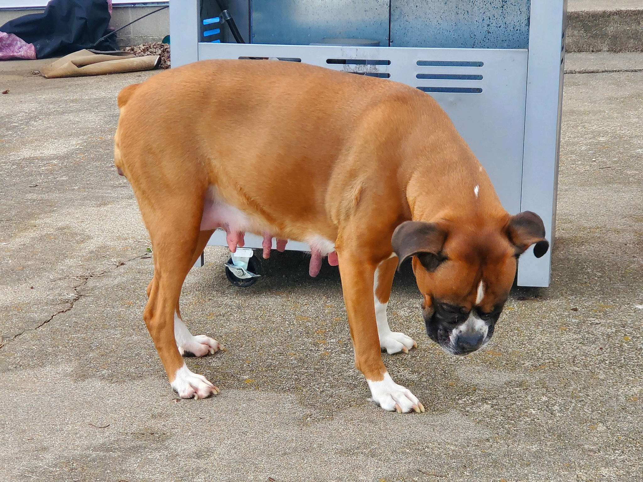 Brinley is registered to the contest to win money with this photo: art, boxer, canidae, carnivore, collar, companion_dog, dog, dog_breed, ear, fawn, human_leg, liver, non_sporting_group, paw, pet_supply, snout, sporting_group, tail, terrestrial_animal, working_animal