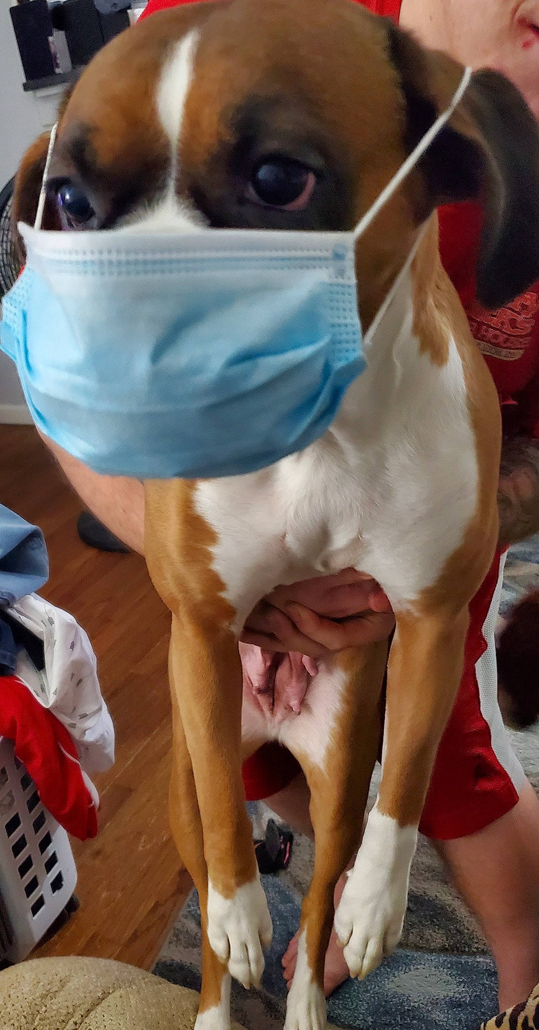 Brinley joined the competition — help win amazing prizes! canidae, carnivore, collar, companion_dog, dog, dog_breed, dog_collar, dog_supply, ear, fawn, human_leg, jaw, organ, pet_supply, snout, sporting_group, vertebrate, whiskers, white, working_animal