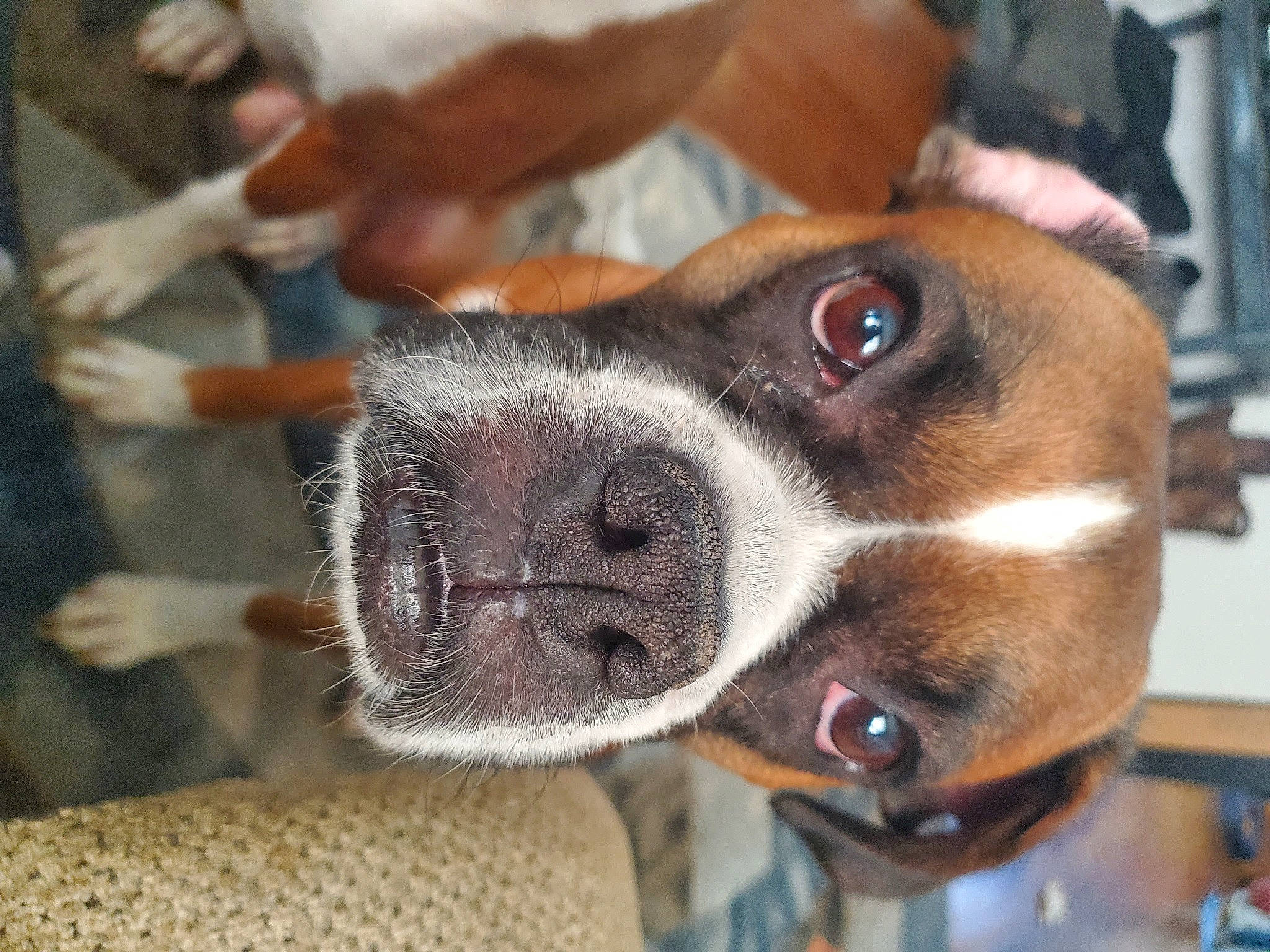 Brinley is registered to the contest to win money with this photo: canidae, carnivore, collar, companion_dog, dog, dog_breed, dog_collar, ear, fawn, fur, hunting_dog, non_sporting_group, snout, sporting_group, whiskers, working_animal, working_dog, wrinkle