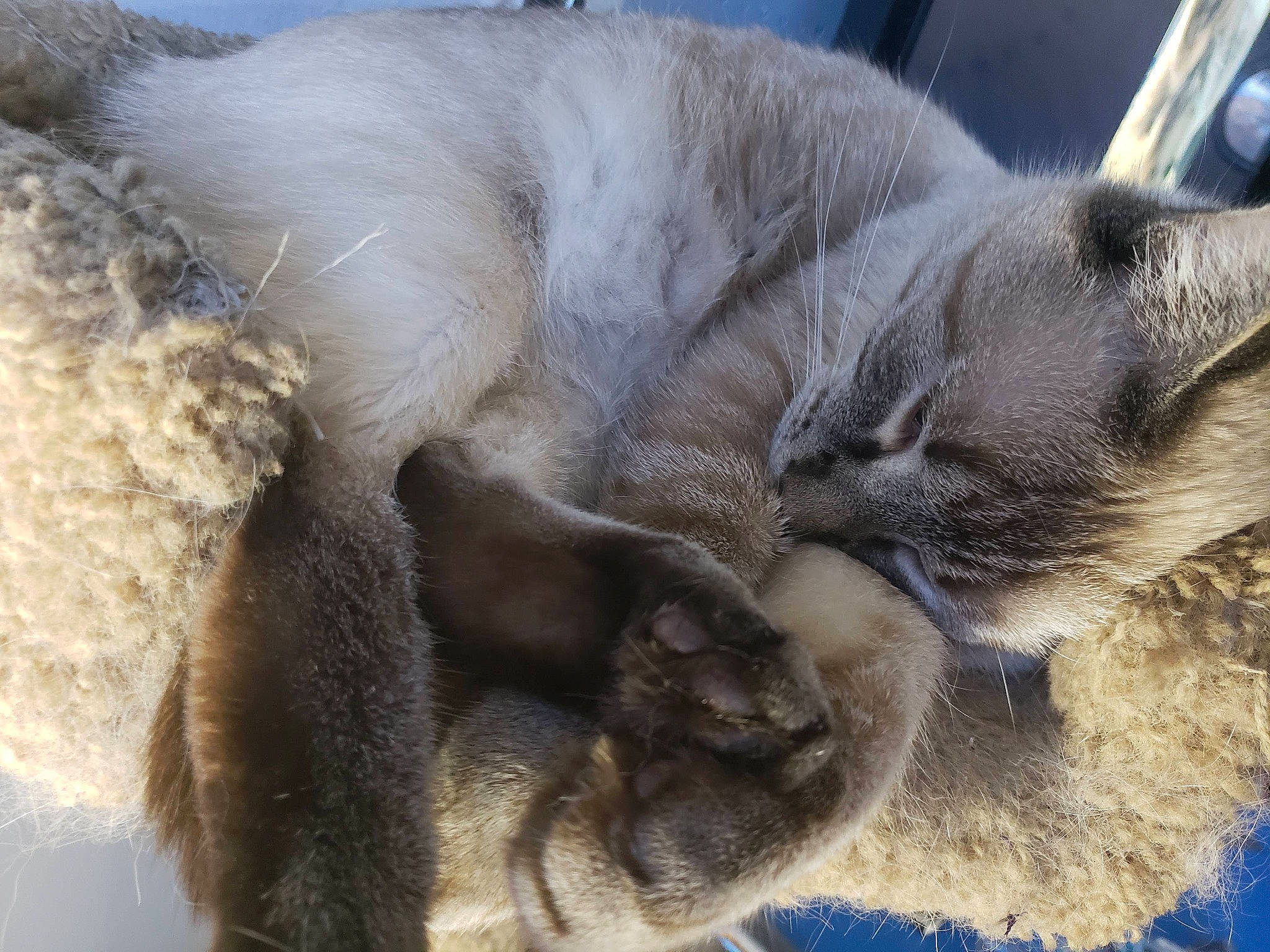 Ovie is registered to the contest to win money with this photo: carnivore, cat, claw, close_up, comfort, dog_breed, felidae, fur, nap, paw, russian_blue, sleep, small_to_medium_sized_cats, snout, tail, terrestrial_animal, whiskers