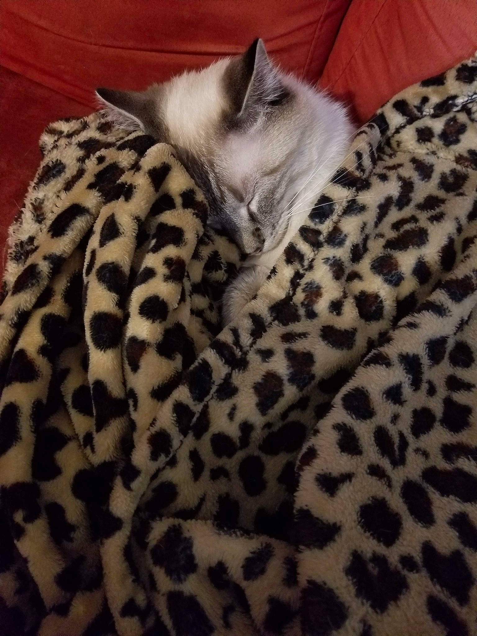 Ovie is registered to the contest to win money with this photo: bedding, blanket, carnivore, cat, comfort, domestic_short_haired_cat, eye, fawn, felidae, flooring, fur, linens, nap, pattern, paw, small_to_medium_sized_cats, snout, tail, terrestrial_animal, whiskers