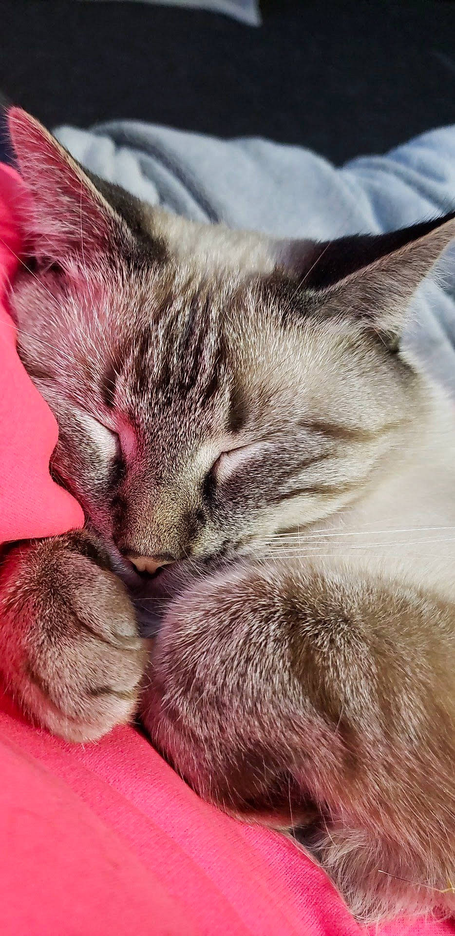 Ovie is registered to the contest to win money with this photo: carnivore, cat, claw, close_up, comfort, domestic_short_haired_cat, ear, felidae, foot, fur, human_leg, love, nap, paw, sleep, small_to_medium_sized_cats, snout, tail, whiskers, wildlife