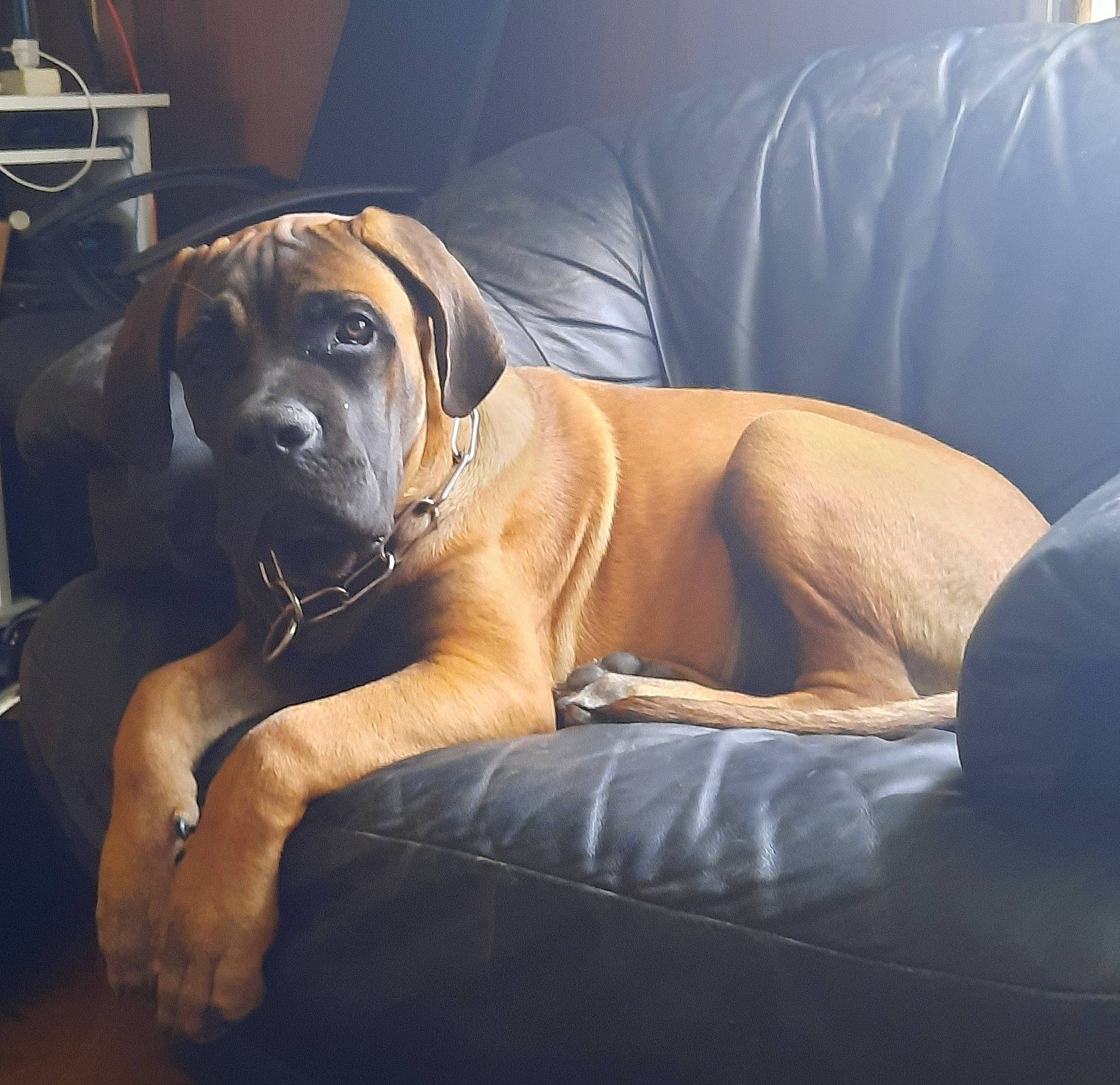 Ukko participe au concours pour gagner de l'argent avec cette photo : bored, canidae, carnivore, comfort, companion_dog, dog, dog_breed, dog_collar, fawn, fur, guard_dog, hardwood, molosser, snout, sporting_group, tail, whiskers, working_animal, working_dog, wrinkle