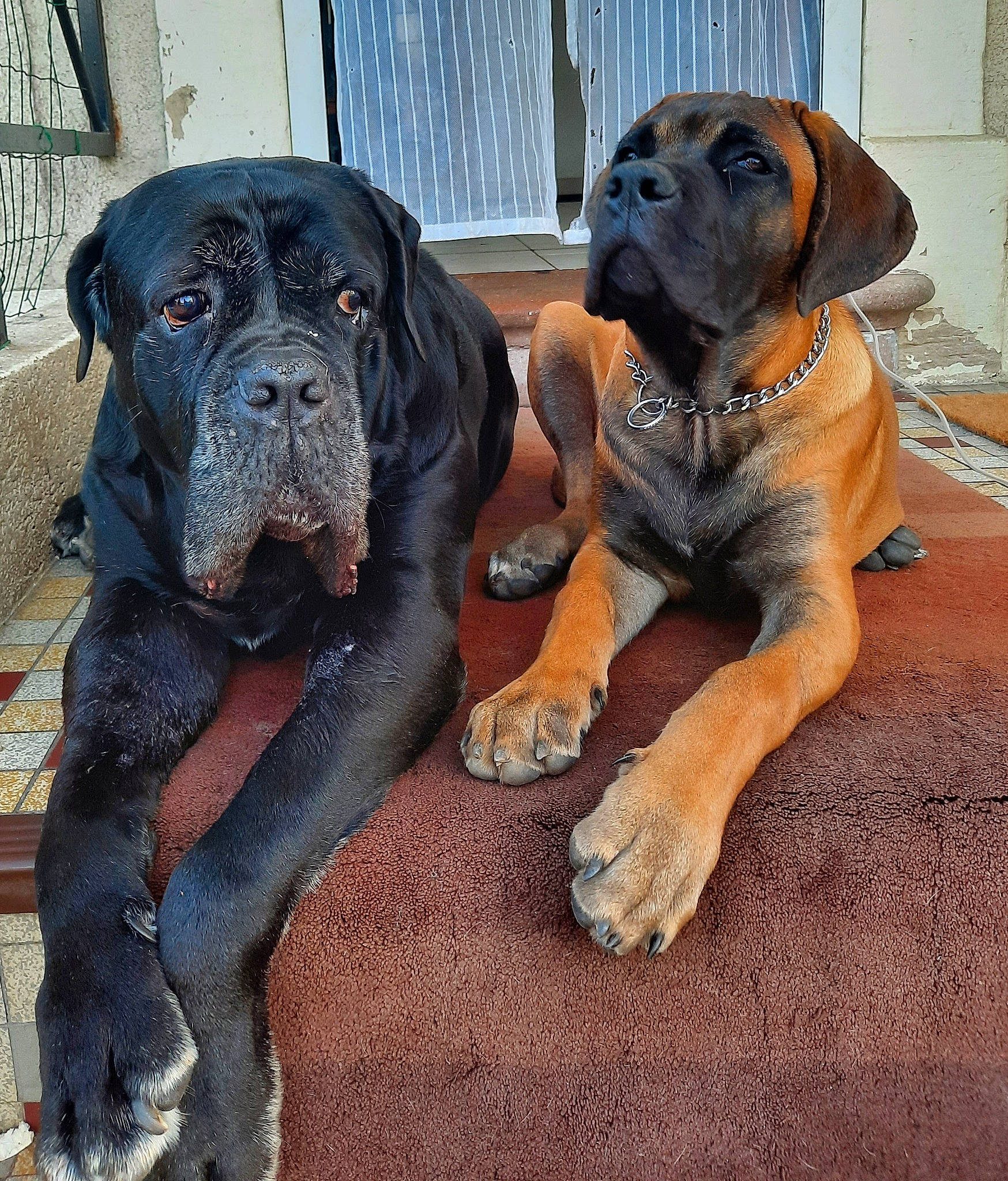 Ukko a rejoint le concours — aidez-le/la à gagner de superbes lots ! ancient_dog_breeds, bored, canidae, carnivore, collar, companion_dog, dog, dog_breed, dog_collar, fawn, giant_dog_breed, guard_dog, hunting_dog, liver, molosser, non_sporting_group, snout, sporting_group, working_animal, working_dog