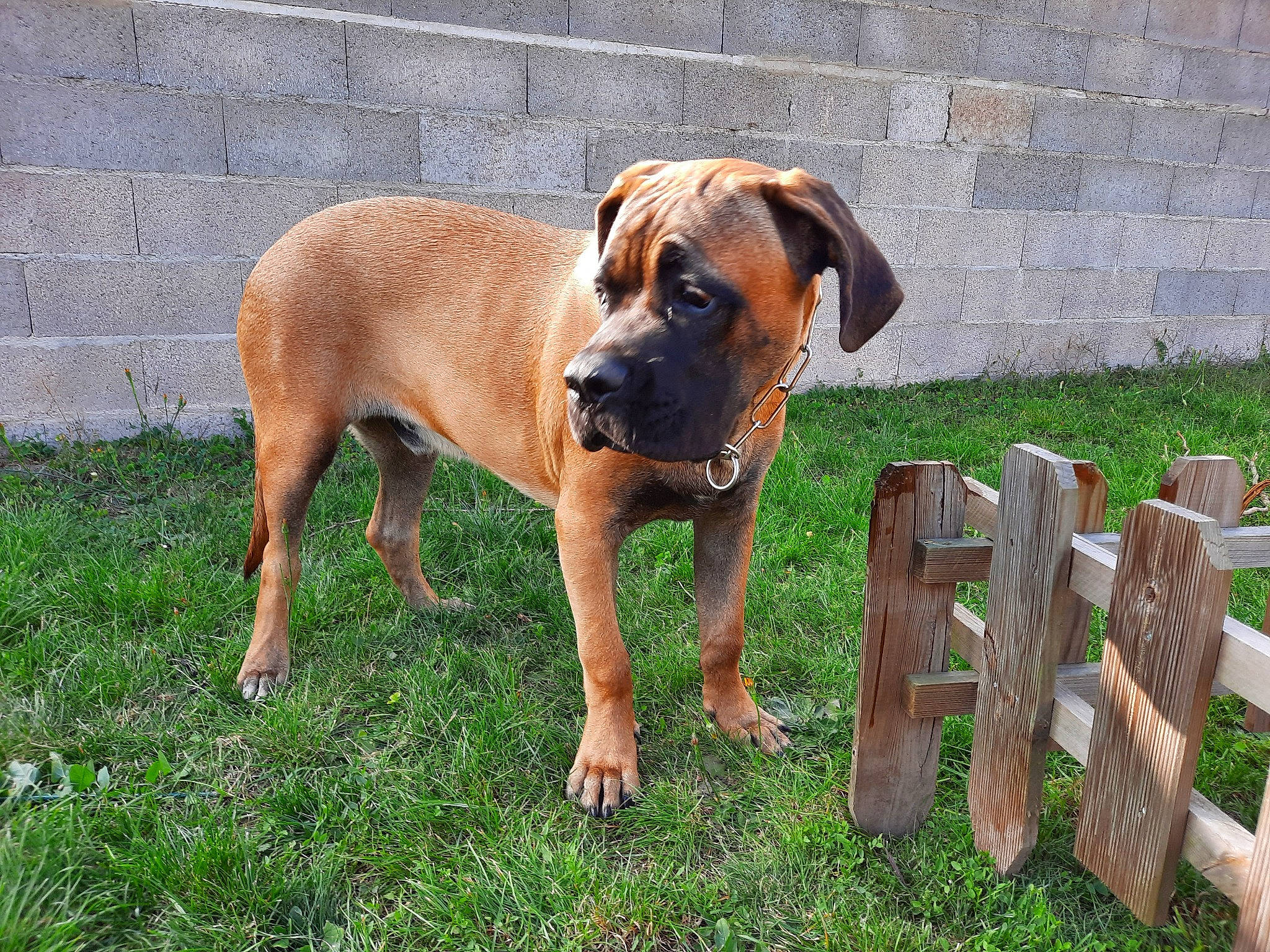 Ukko a rejoint le concours — aidez-le/la à gagner de superbes lots ! boxer, canidae, carnivore, companion_dog, dog, dog_breed, dog_supply, fawn, fence, grass, guard_dog, home_fencing, hound, molosser, pet_supply, plant, snout, sporting_group, working_animal, working_dog