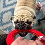 animal, bite, close_up, cute, dog, fun, fur, hand, indoor, interaction, mouth, pattern, pet, playing, pug, red, rug, teeth, toy, tug_of_war