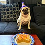 animal, birthday_cake, candle, celebration, couch, cute, dog, festive, food, furniture, indoor, living_room, party_hat, pet, pillow, plate, pug, small_dog, table, waiting