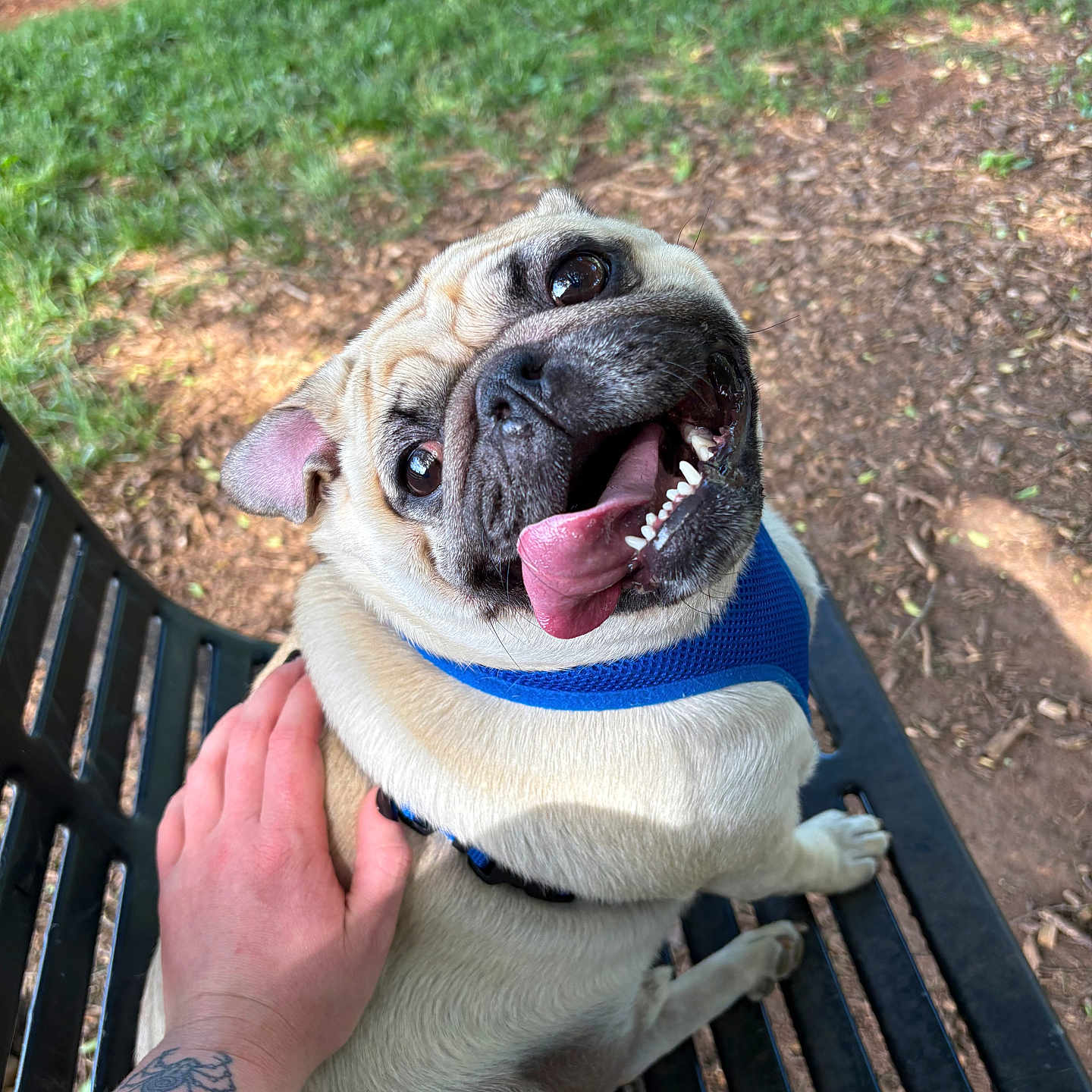 Dunkin is registered to the contest to win money with this photo: animal, bench, blue_harness, canine, close_up, companion, daylight, dirt, dog, friendship, grass, hand, happy, outdoor, petting, playful, pug, summer, tattoo, tongue_out