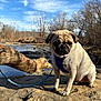 animal, bare_trees, canine, clouds, daytime, dog, harness, leash, mammal, nature, outdoor, pet, pug, river, rock, sitting, sky, sunlight, trees, water