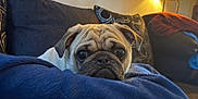 Dunkin joined the competition — help win amazing prizes! animal, blanket, comfort, couch, cozy, cute, dog, ears, face, fur, home, indoor, lamp, pet, pug, relaxation, resting, soft, warm_light, wrinkles