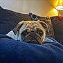 animal, blanket, comfort, couch, cozy, cute, dog, ears, face, fur, home, indoor, lamp, pet, pug, relaxation, resting, soft, warm_light, wrinkles