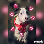 Bo-Bo is registered to the contest to win money with this photo: dog, bow, red_bow, heart_doodles, cute, pet, animal, white_dog, brown_patch, portrait, indoor, adorable, friendly, canine, pet_accessory, furry, looking_away, close_up, decorative, playful