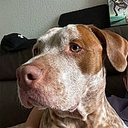 Taffy a rejoint le concours — aidez-le/la à gagner de superbes lots ! dog, close_up, indoor, couch, poster, cap, person, hand, ring, brown, white, speckled, pet, animal, fur, portrait, looking_away, cozy, domestic, calm