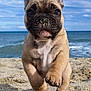 animal, beach, closeup, cloudy, cute, dog, french_bulldog, mammal, nature, ocean, outdoor, pet, playful, portrait, puppy, running, sand, sky, water, young