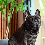 Onyx joined the competition — help win amazing prizes! animal, brindle, closeup, couch, dog, ears, expression, face, french_bulldog, fur, furniture, home, indoor, natural_light, pet, plant, portrait, sitting, window, wooden_wall