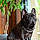 Onyx