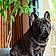 Onyx