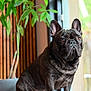 animal, brindle, closeup, couch, dog, ears, expression, face, french_bulldog, fur, furniture, home, indoor, natural_light, pet, plant, portrait, sitting, window, wooden_wall