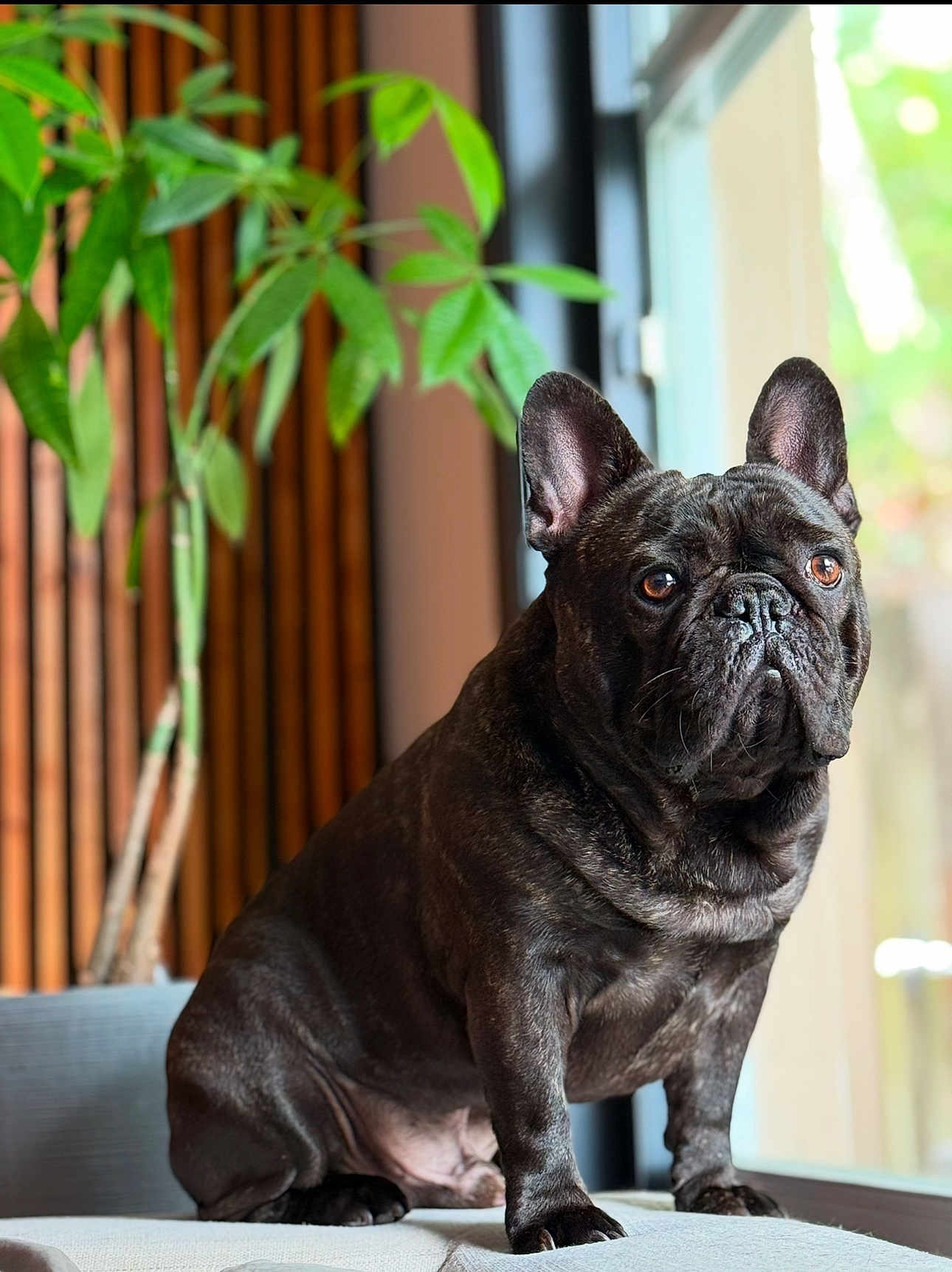 Onyx