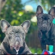 Aspen is registered to the contest to win money with this photo: alert, animal, background_blur, canine, closeup, companion, cute, dog, ears, expression, face, french_bulldog, fur, greenery, nature, outdoor, pet, portrait, resting, two_dogs