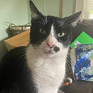 Trippy joined the competition — help win amazing prizes! cat, black_and_white, indoor, pet, feline, closeup, whiskers, green_eyes, pink_nose, fur, household, couch, box, plant, window, domestic_animal, sitting, portrait, animal, furry