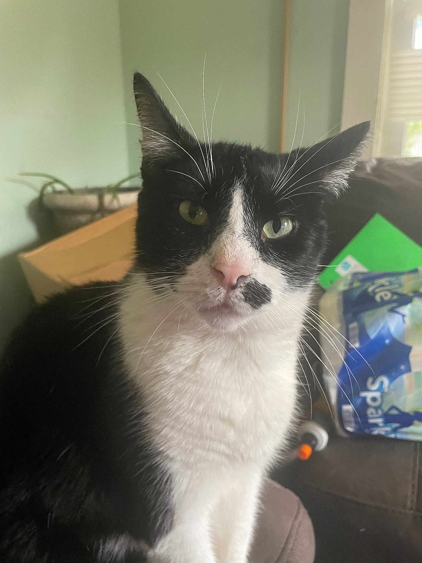 Trippy joined the competition — help win amazing prizes! cat, black_and_white, indoor, pet, feline, closeup, whiskers, green_eyes, pink_nose, fur, household, couch, box, plant, window, domestic_animal, sitting, portrait, animal, furry
