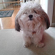 Marshmellow joined the competition — help win amazing prizes! dog, fluffy, indoor, carpet, floor, pet, cute, curious, home, furniture, rug, wooden_floor, baby_gate, animal, companion, mammal, domestic, portrait, sitting, furry