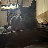 Sheba joined the competition — help win amazing prizes! bed, bedding, blanket, cat, closeup, curtain, dim_light, fan, feline, furniture, grey_cat, home_interior, indoor, loaf_position, mirror, pet, portrait, sleepy, whiskers, window