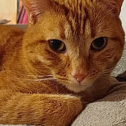 Tigrou a rejoint le concours — aidez-le/la à gagner de superbes lots ! abyssinian, animal, blanket, cat, couch, furniture, hardwood, kitten, manx, pet, towel, wood