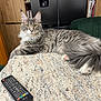 cat, gray_tabby, fluffy_fur, indoor, countertop, remote_control, wood_cabinet, green_chair, relaxed, pet, feline, table, domestic_animal, household, fur, pink_paw, long_tail, sitting, looking_at_camera, living_room