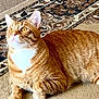 Simba is registered to the contest to win money with this photo: cat, orange_tabby, pet, animal, indoor, carpet, rug, feline, whiskers, ears, paws, fur, striped, cute, relaxed, looking_up, domestic, mammal, resting, bright_eyes