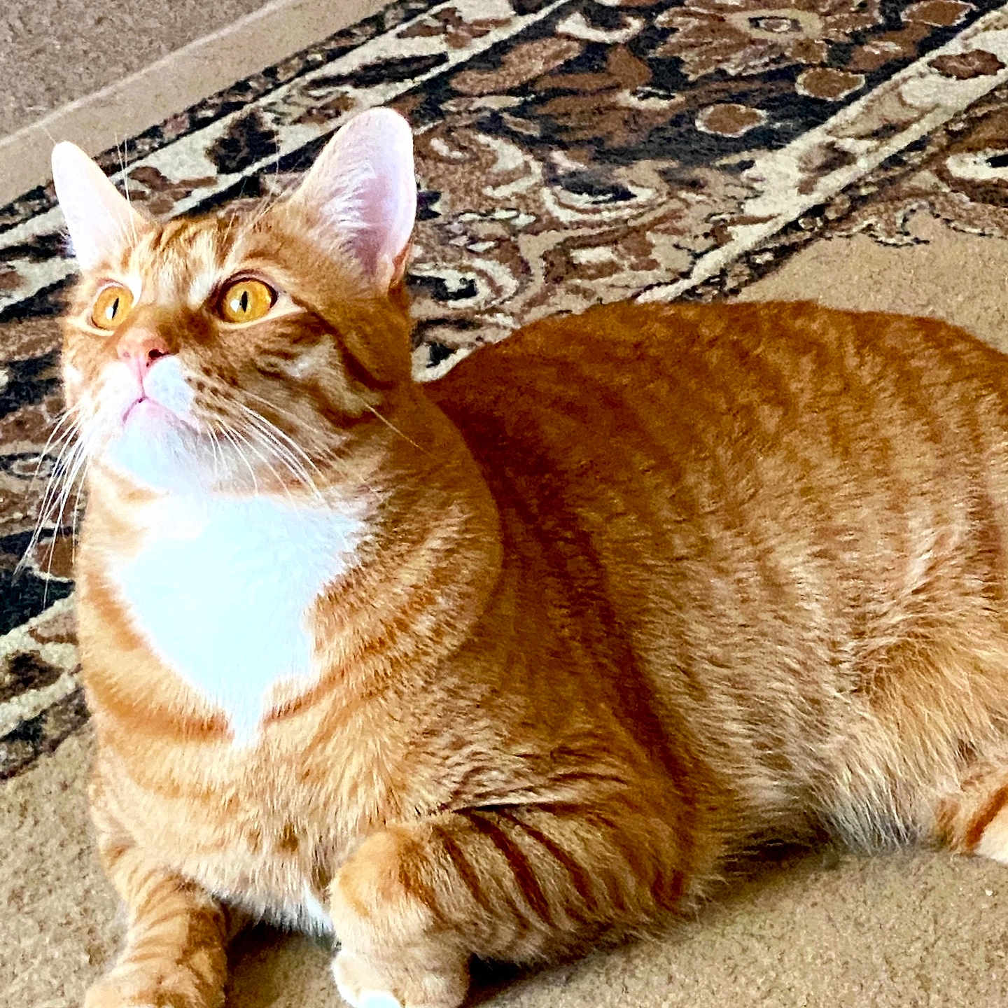 Simba is registered to the contest to win money with this photo: animal, bright_eyes, carpet, cat, cute, domestic, ears, feline, fur, indoor, looking_up, mammal, orange_tabby, paws, pet, relaxed, resting, rug, striped, whiskers