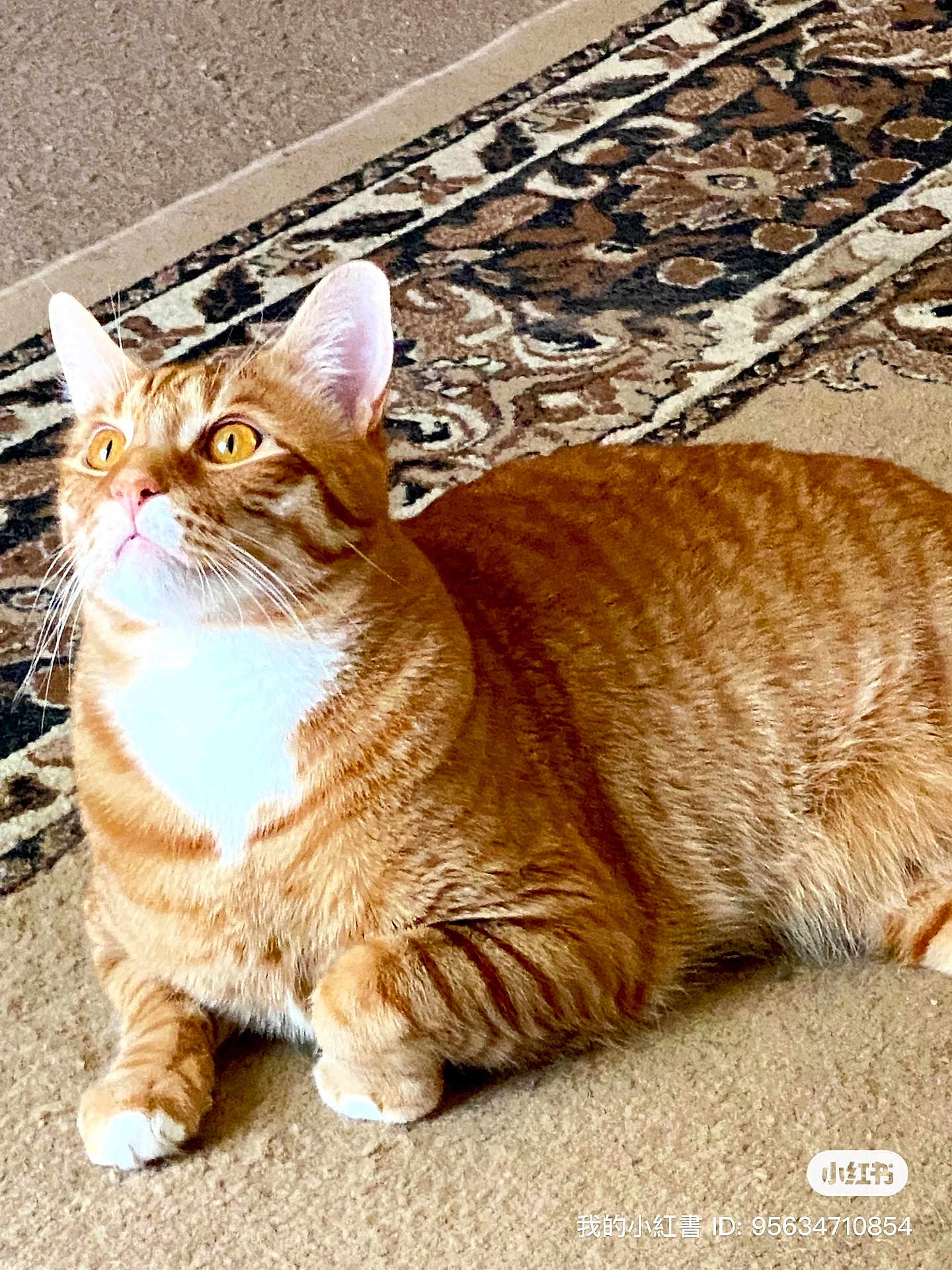 Simba is registered to the contest to win money with this photo: cat, orange_tabby, pet, animal, indoor, carpet, rug, feline, whiskers, ears, paws, fur, striped, cute, relaxed, looking_up, domestic, mammal, resting, bright_eyes