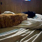 Simba joined the competition — help win amazing prizes! cat, sleeping, bed, blanket, orange_cat, black_cat, indoor, wooden_wall, television, furniture, cozy, relaxing, pet, animal, domestic, resting, soft_texture, home, quiet, napping