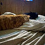 cat, sleeping, bed, blanket, orange_cat, black_cat, indoor, wooden_wall, television, furniture, cozy, relaxing, pet, animal, domestic, resting, soft_texture, home, quiet, napping