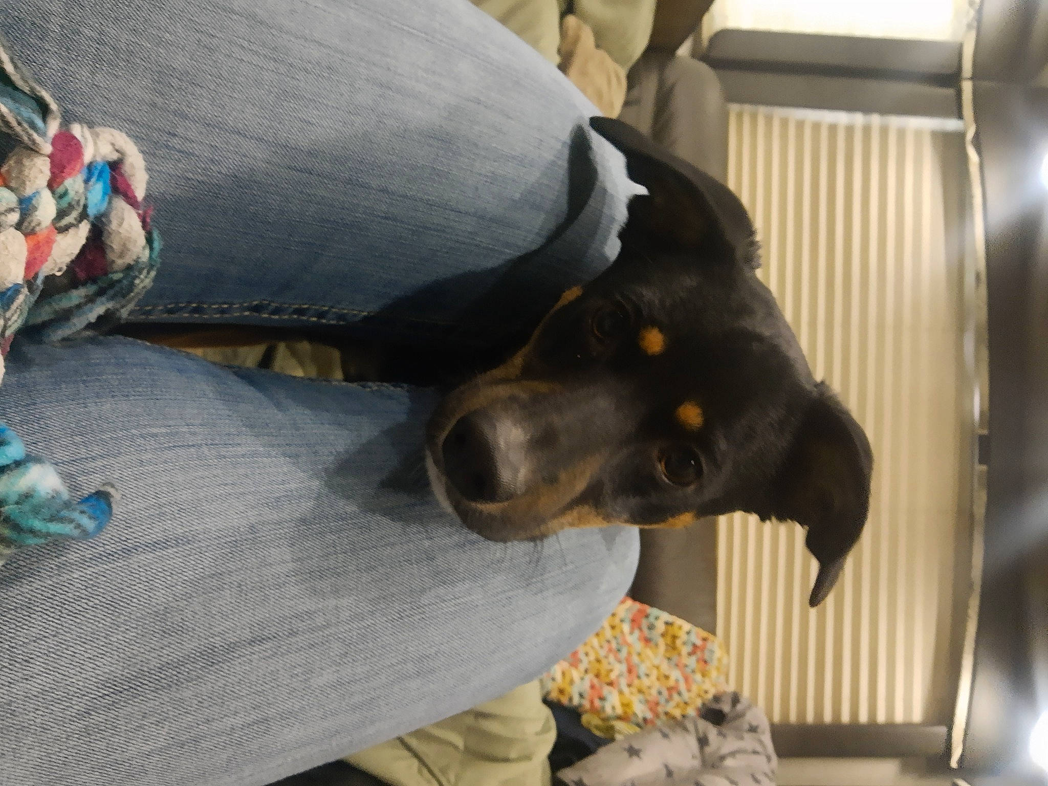 Poppy joined the competition — help win amazing prizes! canidae, carnivore, collar, comfort, companion_dog, dog, dog_breed, fur, guard_dog, montenegrin_mountain_hound, pet_supply, pinscher, snout, sporting_group, working_animal, working_dog