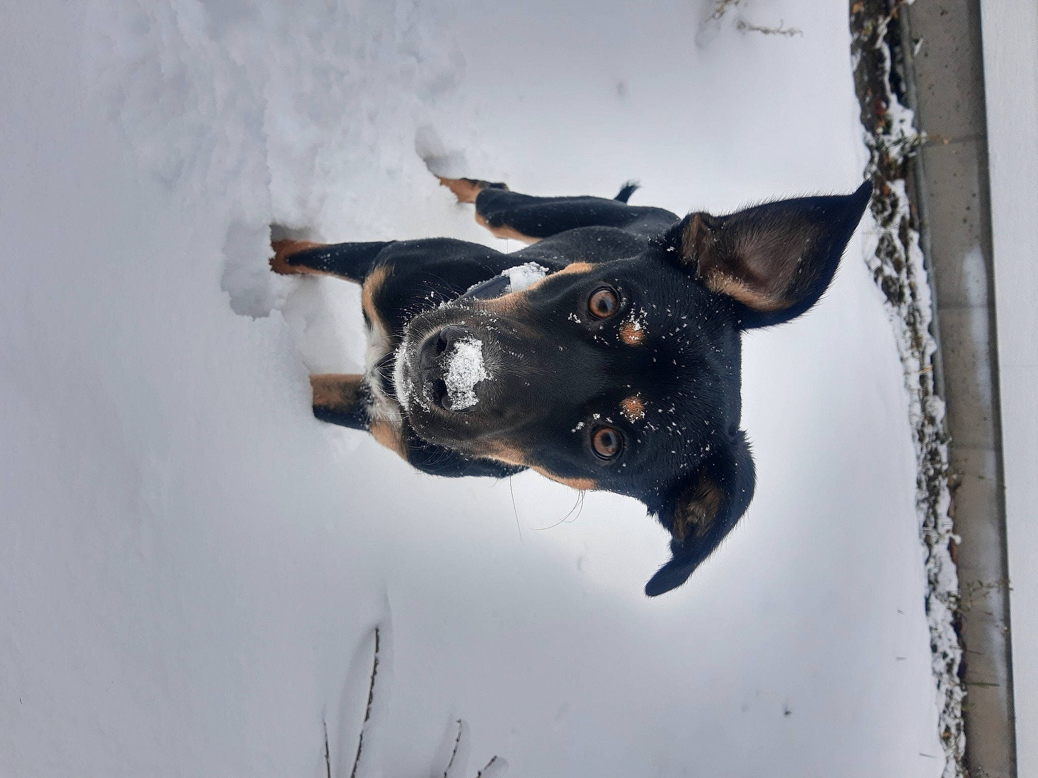 Poppy joined the competition — help win amazing prizes! art, canidae, carnivore, dog, dog_breed, fawn, freezing, guard_dog, personal_protective_equipment, sky, snout, snow, sporting_group, twig, water, whiskers, window, winter, wood, working_animal