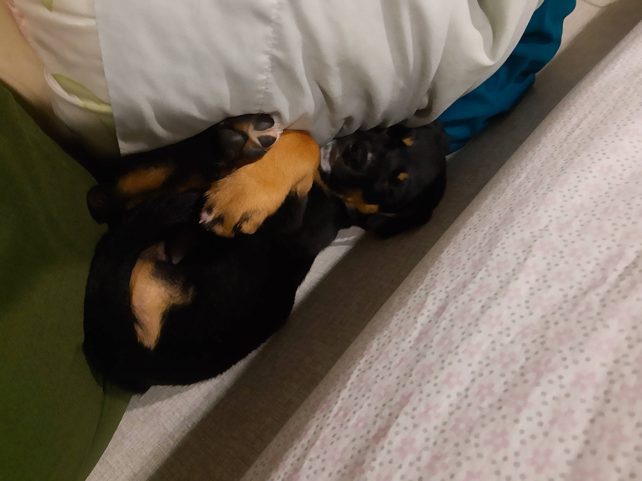 Poppy is registered to the contest to win money with this photo: bat, canidae, carnivore, comfort, companion_dog, dog_breed, elbow, felidae, finger, flooring, fur, glove, human_leg, knee, linens, small_to_medium_sized_cats, sporting_group, thigh, wood, wrist