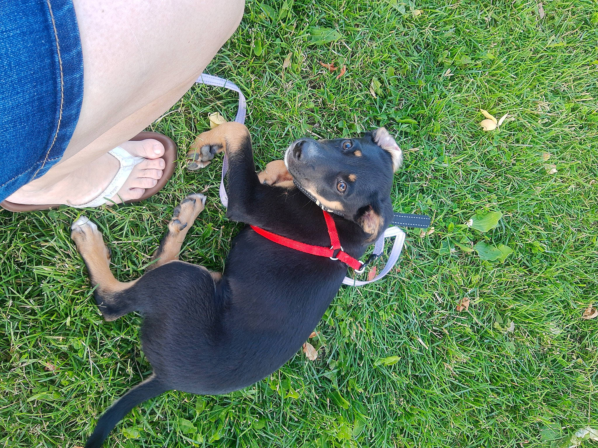 Poppy joined the competition — help win amazing prizes! carnivore, collar, companion_dog, dog, dog_breed, dog_collar, dog_supply, electric_blue, fashion_accessory, fawn, gesture, grass, guard_dog, leash, personal_protective_equipment, pet_supply, sporting_group, tail, toy_dog, working_animal