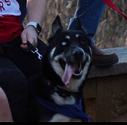 Mando is registered to the contest to win money with this photo: canidae, canis, carnivore, companion_dog, dog, dog_breed, dog_sports, electric_blue, fang, fur, guard_dog, non_sporting_group, soil, spitz, sporting_group, terrestrial_animal, whiskers, wolf, working_animal, working_dog