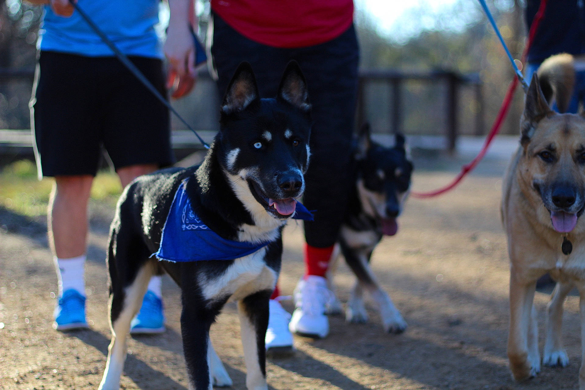 Mando is registered to the contest to win money with this photo: animal_sports, carnivore, clothing, collar, companion_dog, dog, dog_breed, dog_collar, dog_supply, electric_blue, event, leash, mammal, pet_supply, shoe, shorts, sled_dog, snout, sporting_group, vertebrate