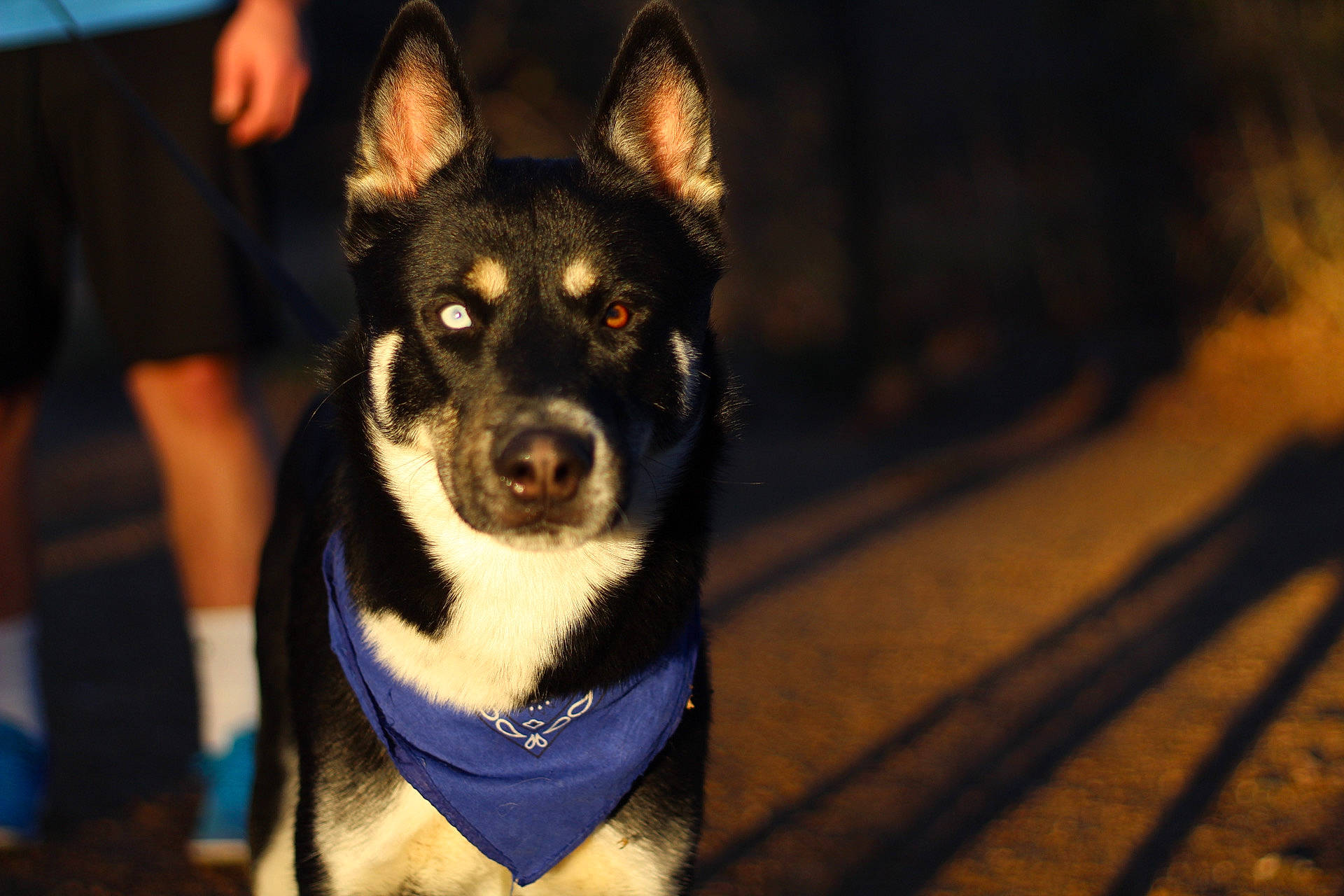 Mando joined the competition — help win amazing prizes! art, canidae, carnivore, companion_dog, darkness, dog, dog_breed, electric_blue, flash_photography, fun, fur, recreation, snout, sporting_group, t_shirt, whiskers, working_animal, working_dog