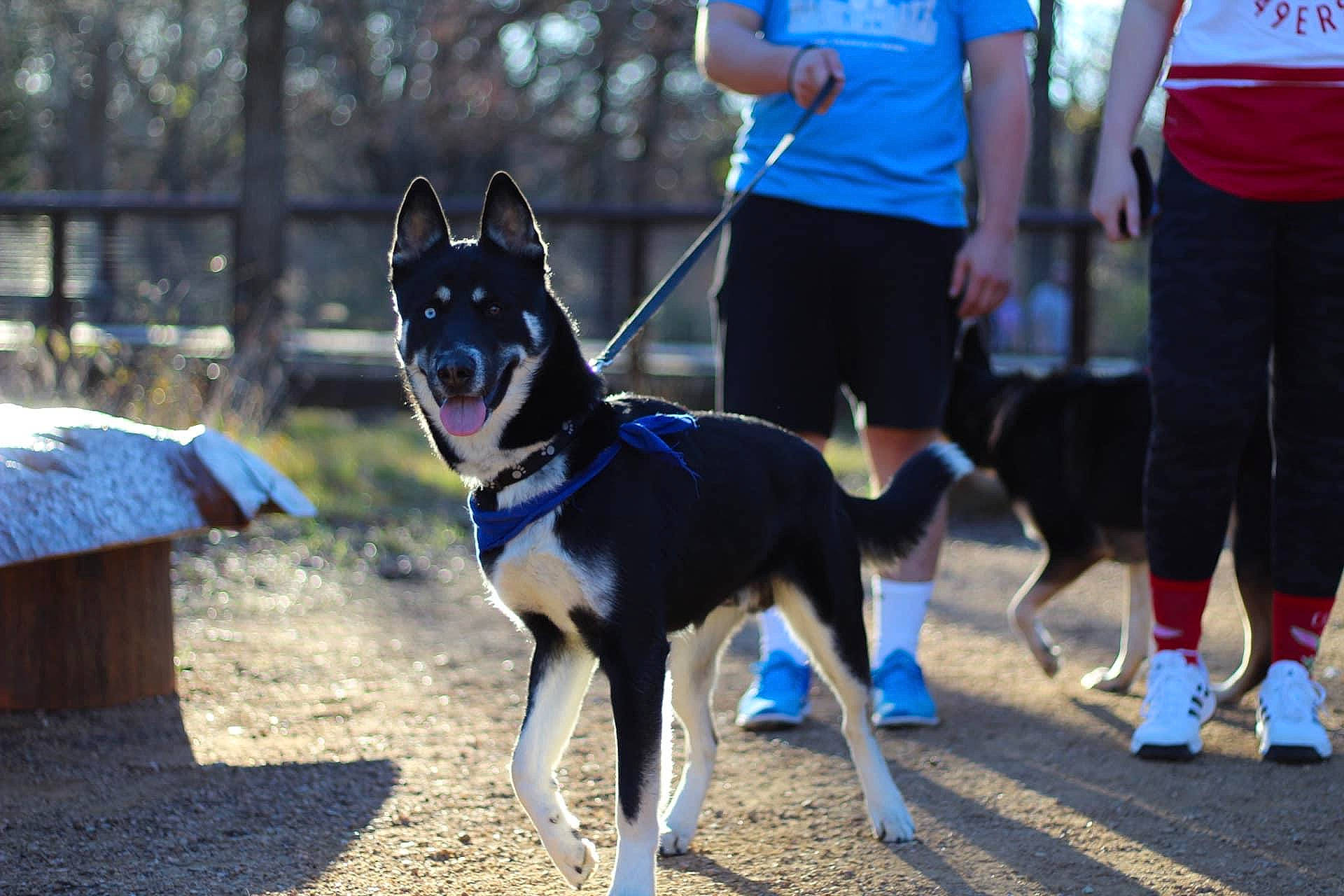 Mando is registered to the contest to win money with this photo: animal_sports, blue, carnivore, collar, companion_dog, dog, dog_breed, dog_collar, dog_supply, electric_blue, fashion_accessory, fun, leash, leisure, mammal, recreation, shorts, sporting_group, street_fashion, vertebrate