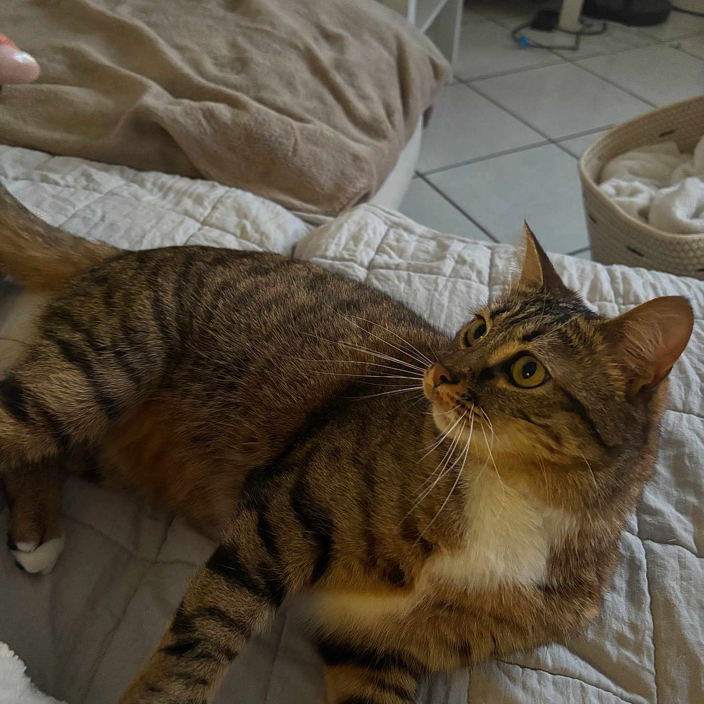 Milo
