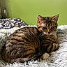 Milo a rejoint le concours — aidez-le/la à gagner de superbes lots ! animal, bed, blanket, cat, cozy, cute, ears, feline, fur, green_wall, indoor, paws, pet, relaxed, resting, soft, striped, tabby, texture, whiskers