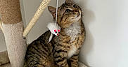 Milo participe au concours pour gagner de l'argent avec cette photo : animal, beige, cat, cat_toy, cat_tree, close_up, curious, domestic_cat, feline, fur, furniture, indoor, mouse_toy, pet, playful, sitting, soft_texture, tabby_cat, whiskers, white_wall