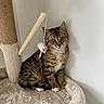 Milo participe au concours pour gagner de l'argent avec cette photo : animal, beige, brown, cat, cat_tree, curious, cute, domestic, feline, furry, indoor, kitten, pet, playful, small_animal, soft_texture, striped, tabby, toy_mouse, white_paws